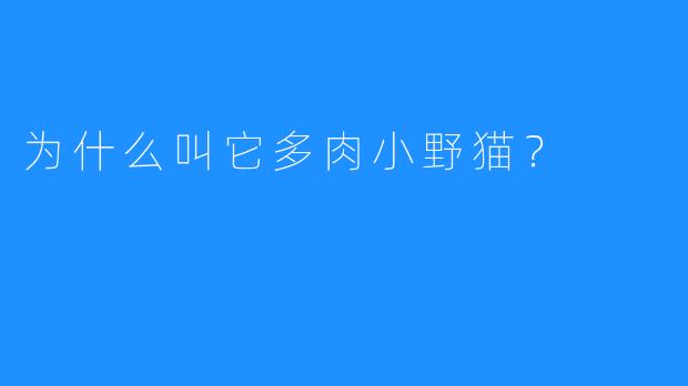 为什么叫它多肉小野猫？