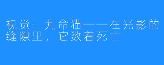 视觉·九命猫——在光影的缝隙里，它数着死亡