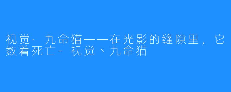视觉·九命猫——在光影的缝隙里,它数着死亡-视觉丶九命猫